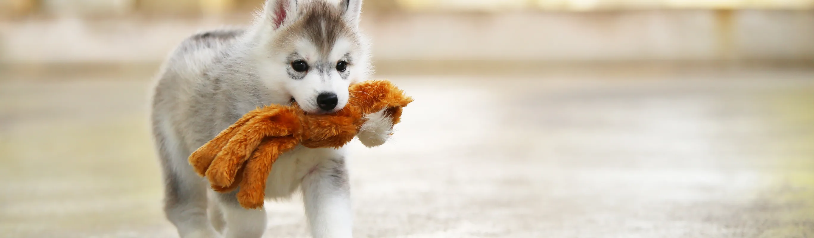 puppy husky running with a toy in its mouth